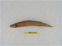 藏品(日本金梭魚)的圖片